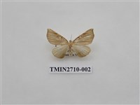 藏品(尺蛾259)的圖片